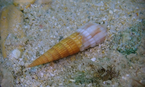 Terebra affinis observed 2022-02-27