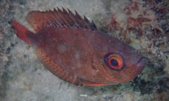 Heteropriacanthus carolinus