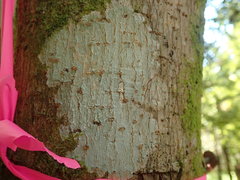 Phlyctis subuncinata