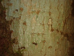 Phlyctis subuncinata