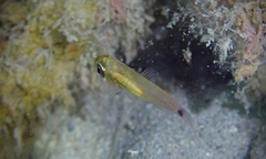 Ostorhinchus maculiferus