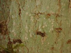 Phlyctis subuncinata