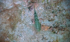 Asterropteryx semipunctata