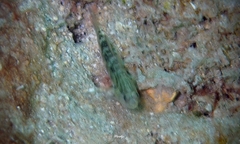 Asterropteryx semipunctata