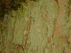 Phlyctis subuncinata