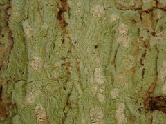 Phlyctis subuncinata