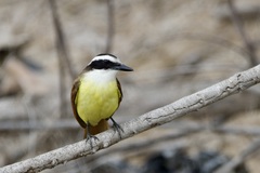 Pitangus sulphuratus