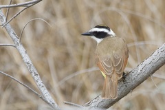 Pitangus sulphuratus