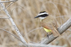 Pitangus sulphuratus