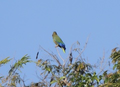Amazona leucocephala