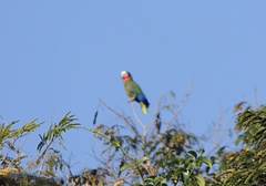 Amazona leucocephala