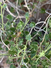 Pleurocoronis laphamioides