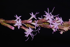 Liatris secunda