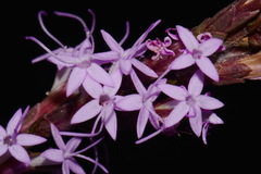 Liatris secunda