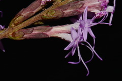 Liatris secunda