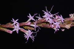 Liatris secunda