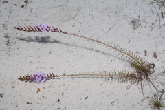 Liatris secunda