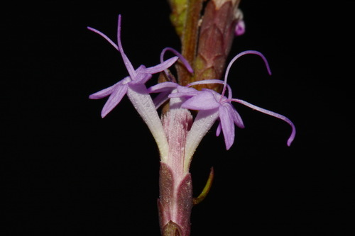 Image of Liatris secunda by (c) Brian Finzel, some rights reserved (CC BY-SA)