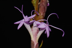 Liatris secunda