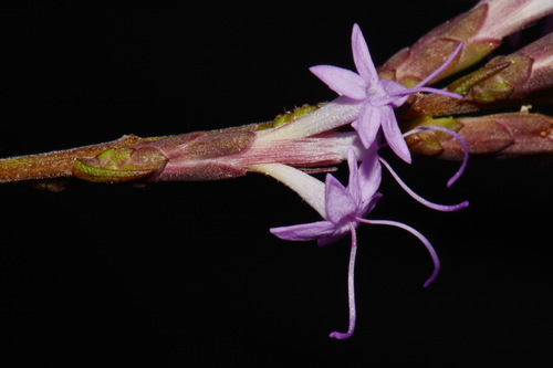 Image of Liatris secunda by (c) Brian Finzel, some rights reserved (CC BY-SA)