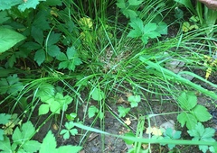 Carex radiata