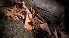 Pelophylax bedriagae