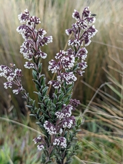Valeriana microphylla