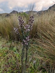Valeriana microphylla