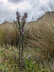Valeriana microphylla
