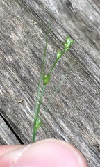 Carex radiata