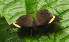 Abisara fylla