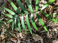 Zamia paucijuga