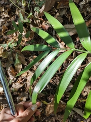 Zamia paucijuga