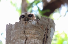 Margarobyas lawrencii