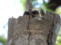 Margarobyas lawrencii