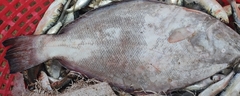 Psettodes erumei