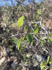 Prunus fremontii