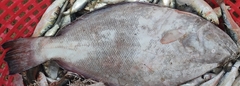 Psettodes erumei
