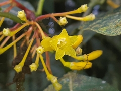Palicourea anderssoniana