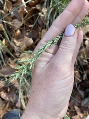 Poa bigelovii