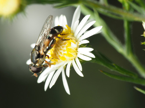 Thick-legged Hover Fly photo 6