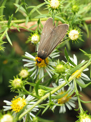 Cisseps fulvicollis