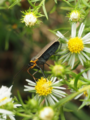 Cisseps fulvicollis