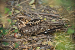 Indian Nightjar photo 2