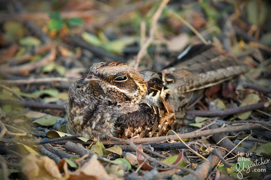 Indian Nightjar (Caprimulgus asiaticus) photo