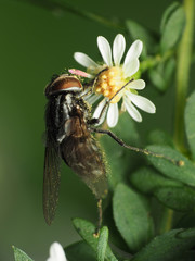 Graphomya americana