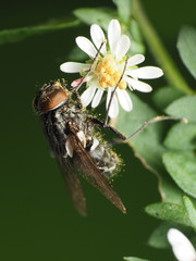 Graphomya americana