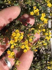 Acmispon junceus junceus