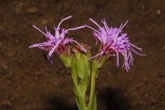 Liatris oligocephala