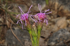 Liatris oligocephala